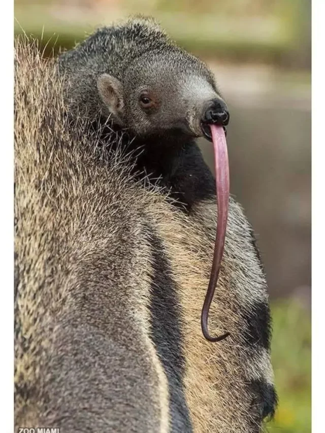 8 Animals in the World with Long Tongues